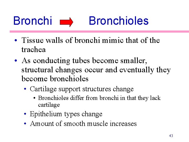 Bronchioles • Tissue walls of bronchi mimic that of the trachea • As conducting