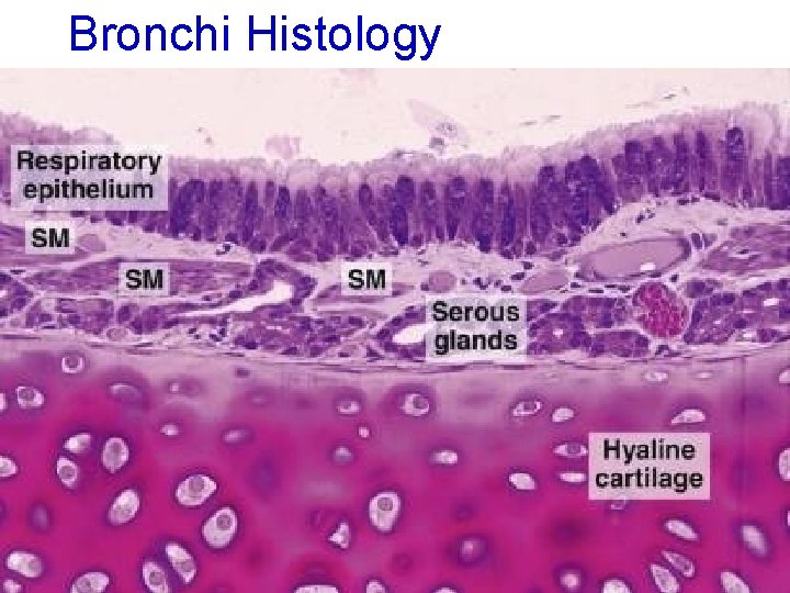 Bronchi Histology 44 