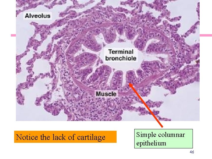 Bronchiole Histology Notice the lack of cartilage Simple columnar epithelium 46 