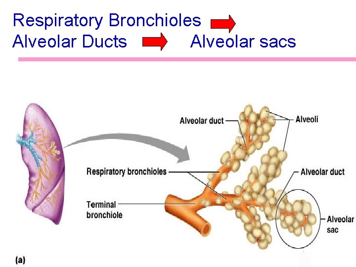 Respiratory Bronchioles Alveolar Ducts Alveolar sacs 47 