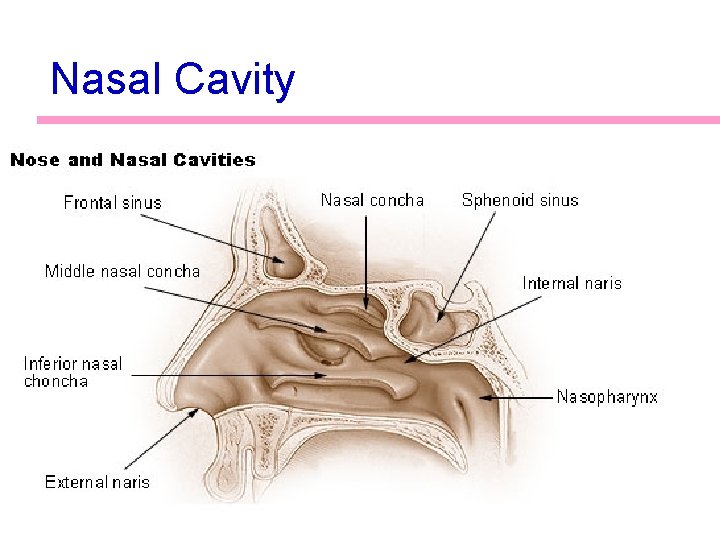 Nasal Cavity 5 