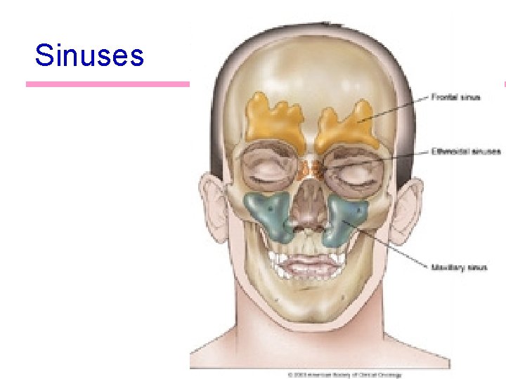 Sinuses 9 