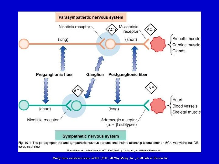 Mosby items and derived items © 2007, 2005, 2002 by Mosby, Inc. , an