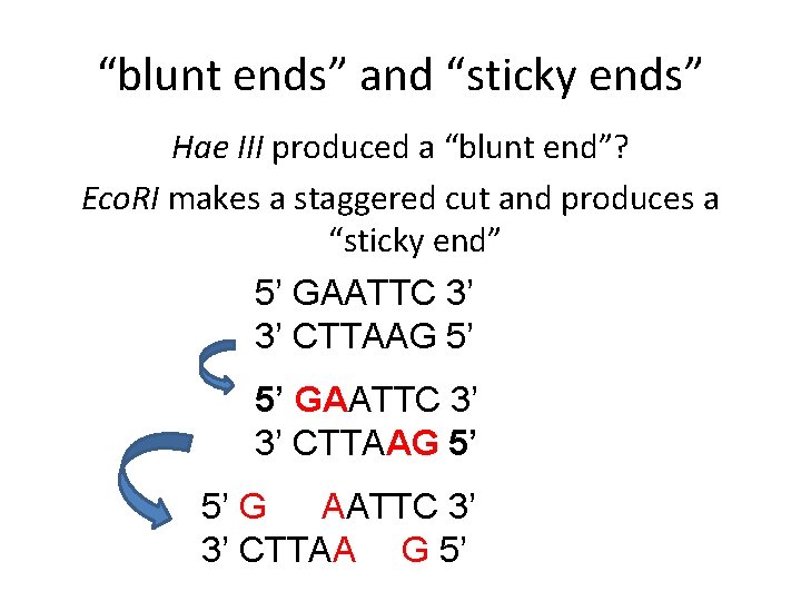 “blunt ends” and “sticky ends” Hae III produced a “blunt end”? Eco. RI makes