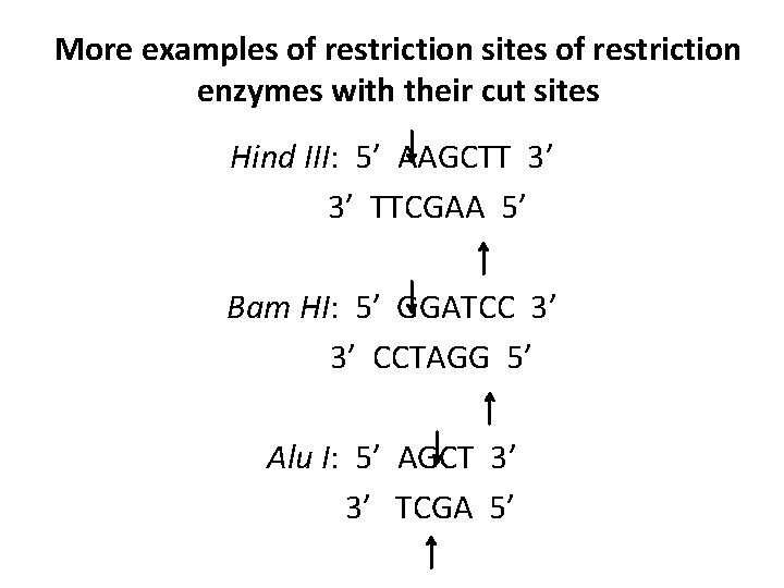 More examples of restriction sites of restriction enzymes with their cut sites Hind III: