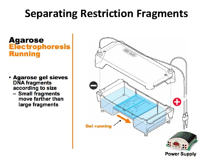 Separating Restriction Fragments 