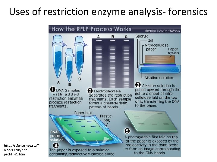 Uses of restriction enzyme analysis- forensics http: //science. howstuff works. com/dnaprofiling 1. htm 