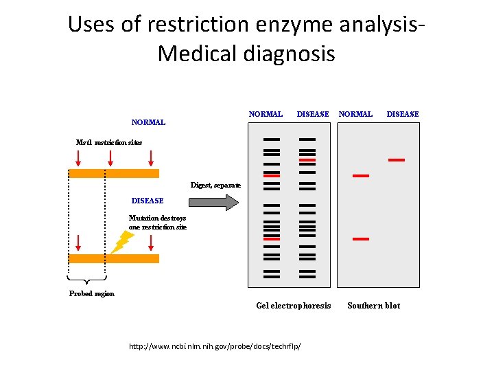 Uses of restriction enzyme analysis. Medical diagnosis http: //www. ncbi. nlm. nih. gov/probe/docs/techrflp/ 