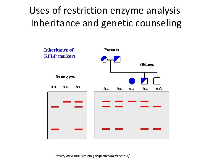 Uses of restriction enzyme analysis. Inheritance and genetic counseling http: //www. ncbi. nlm. nih.