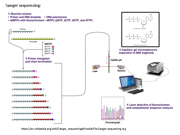 Sanger sequencing: https: //en. wikipedia. org/wiki/Sanger_sequencing#/media/File: Sanger-sequencing. svg 