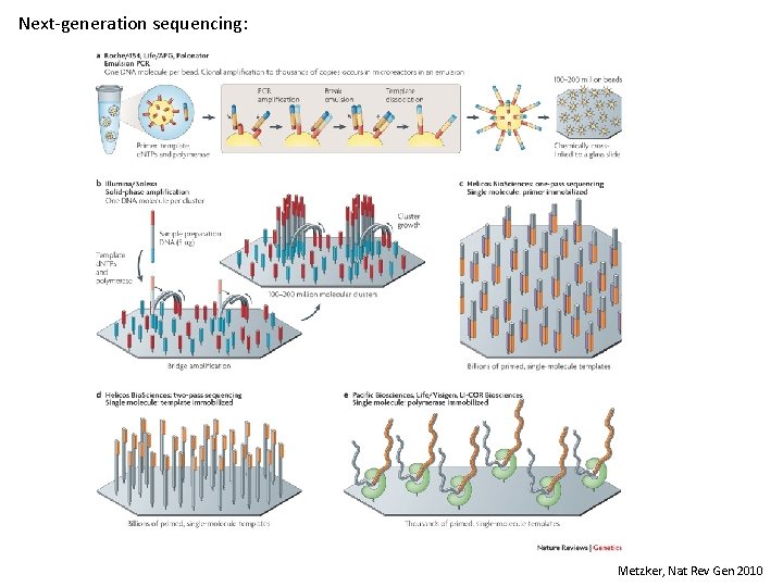 Next-generation sequencing: Metzker, Nat Rev Gen 2010 