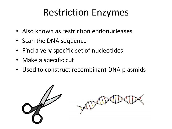 Restriction Enzymes • • • Also known as restriction endonucleases Scan the DNA sequence