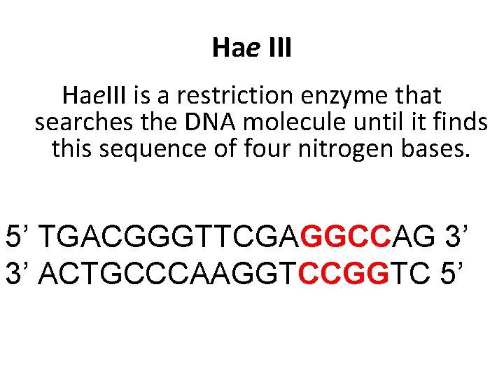 Hae III Hae. III is a restriction enzyme that searches the DNA molecule until