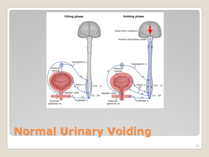 Normal Urinary Voiding 11 