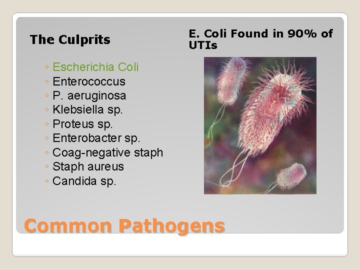 The Culprits E. Coli Found in 90% of UTIs ◦ Escherichia Coli ◦ Enterococcus