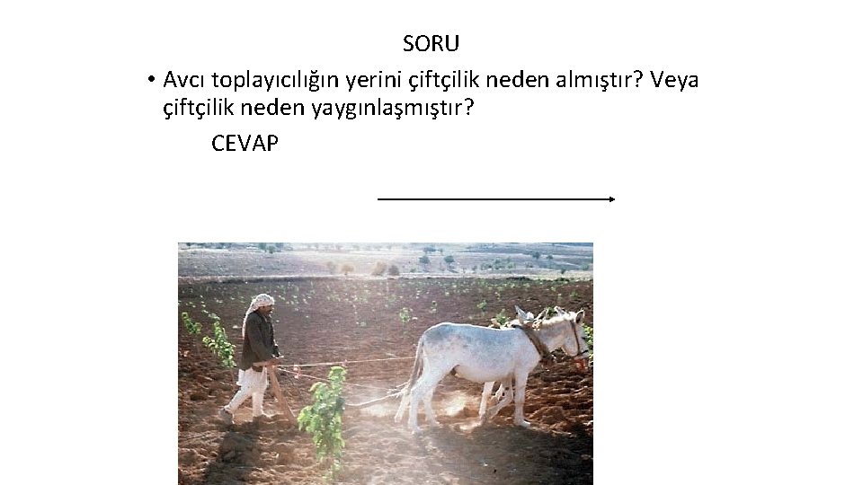 SORU • Avcı toplayıcılığın yerini çiftçilik neden almıştır? Veya çiftçilik neden yaygınlaşmıştır? CEVAP 