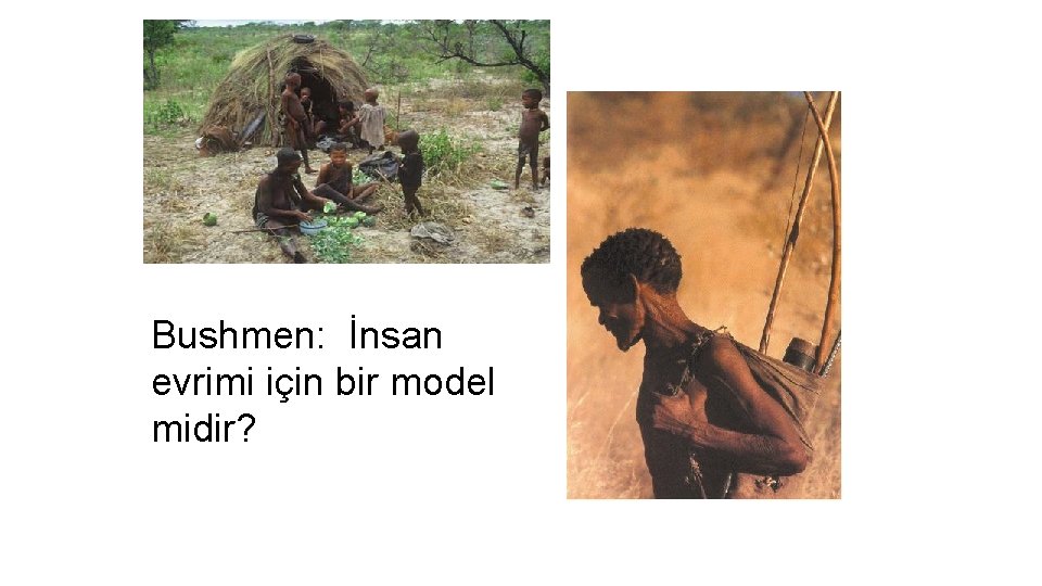 Bushmen: İnsan evrimi için bir model midir? 