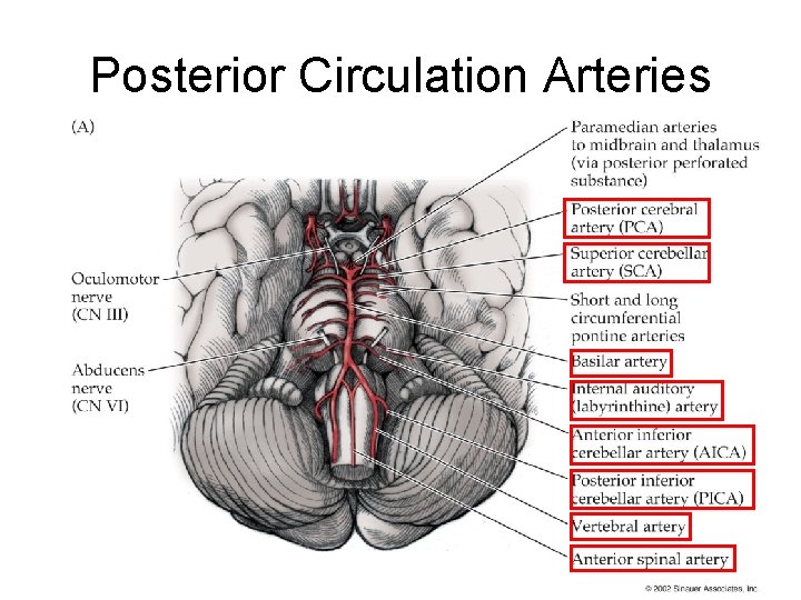 Posterior Circulation Arteries Posterior Circulation Arteries