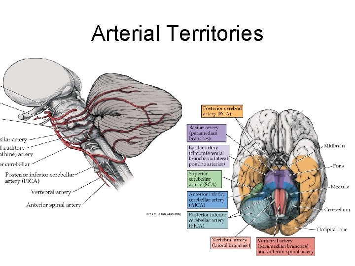 Arterial Territories Arterial Territories