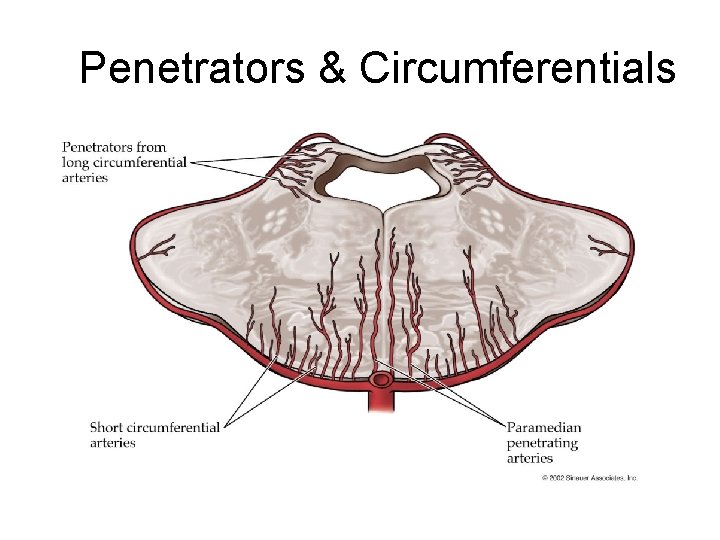 Penetrators & Circumferentials Penetrators & Circumferentials