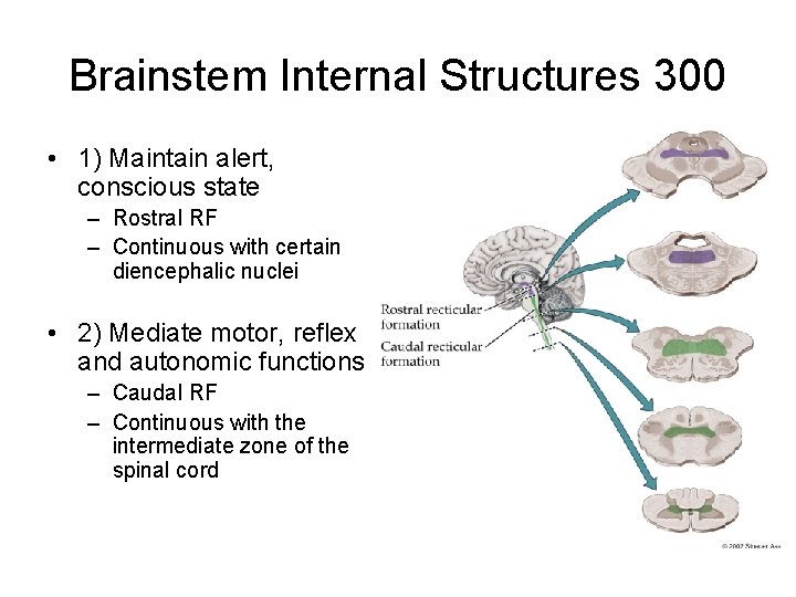 Brainstem Internal Structures 300 • 1) Maintain alert, conscious state – Rostral RF – Brainstem Internal Structures 300 • 1) Maintain alert, conscious state – Rostral RF –