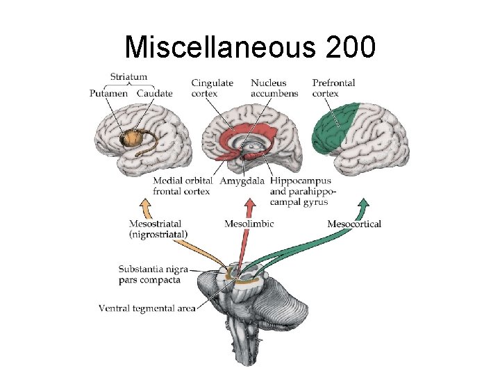 Miscellaneous 200 Miscellaneous 200