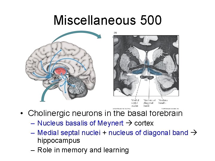 Miscellaneous 500 • Cholinergic neurons in the basal forebrain – Nucleus basalis of Meynert Miscellaneous 500 • Cholinergic neurons in the basal forebrain – Nucleus basalis of Meynert