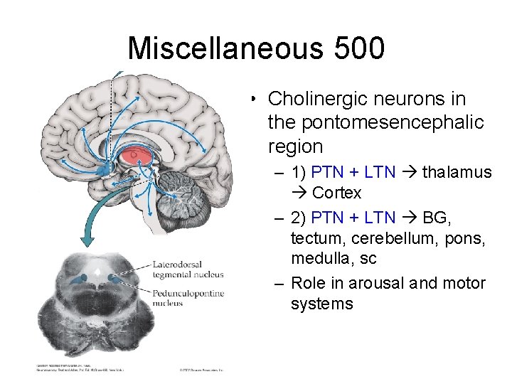 Miscellaneous 500 • Cholinergic neurons in the pontomesencephalic region – 1) PTN + LTN Miscellaneous 500 • Cholinergic neurons in the pontomesencephalic region – 1) PTN + LTN