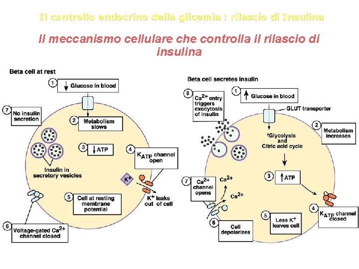 Il controllo endocrino della glicemia : rilascio di Insulina Il meccanismo cellulare che controlla