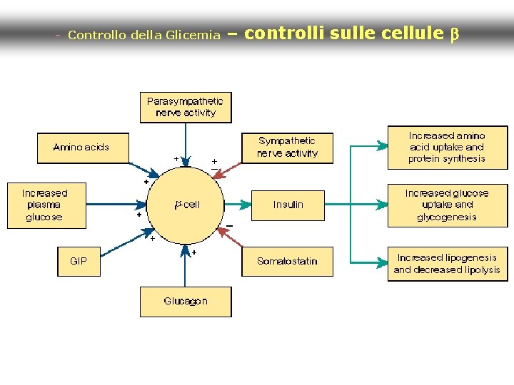 - Controllo della Glicemia – controlli sulle cellule b 