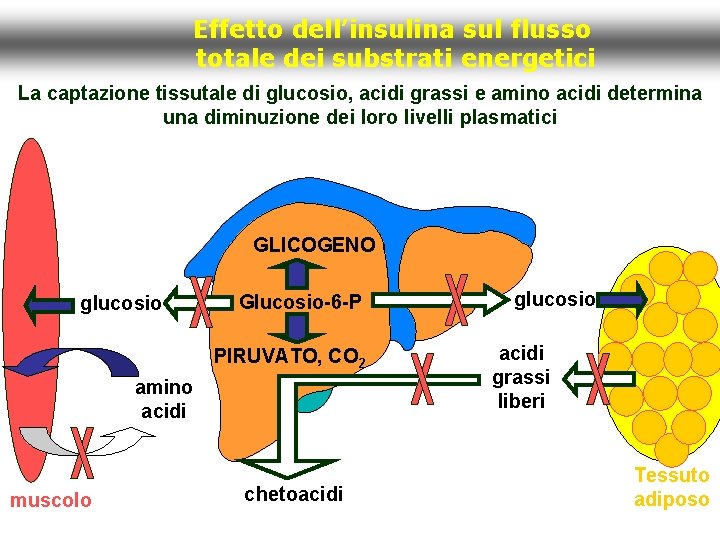 Effetto dell’insulina sul flusso totale dei substrati energetici La captazione tissutale di glucosio, acidi
