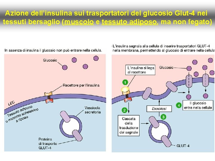 Azione dell’insulina sui trasportatori del glucosio Glut-4 nei tessuti bersaglio (muscolo e tessuto adiposo,