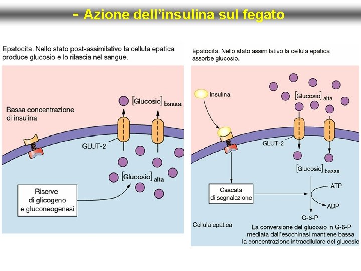 - Azione dell’insulina sul fegato 