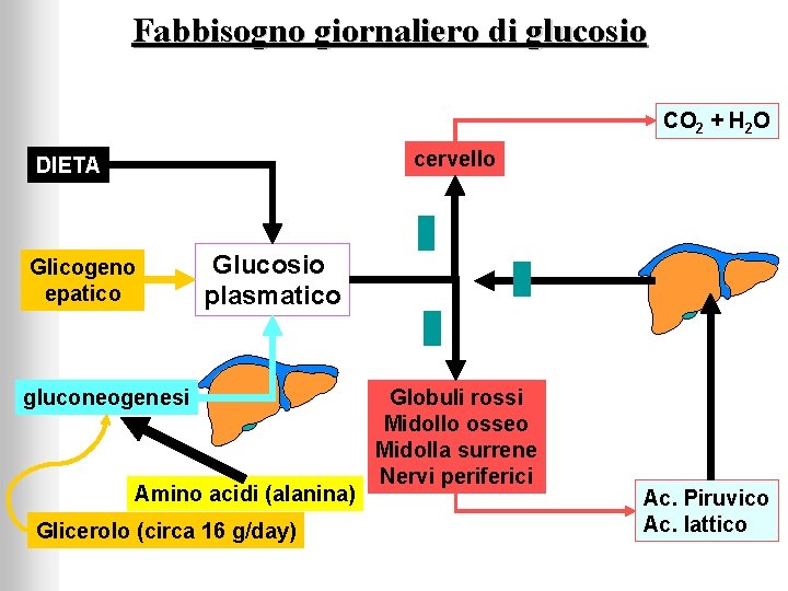 Fabbisogno giornaliero di glucosio CO 2 + H 2 O cervello DIETA Glicogeno epatico