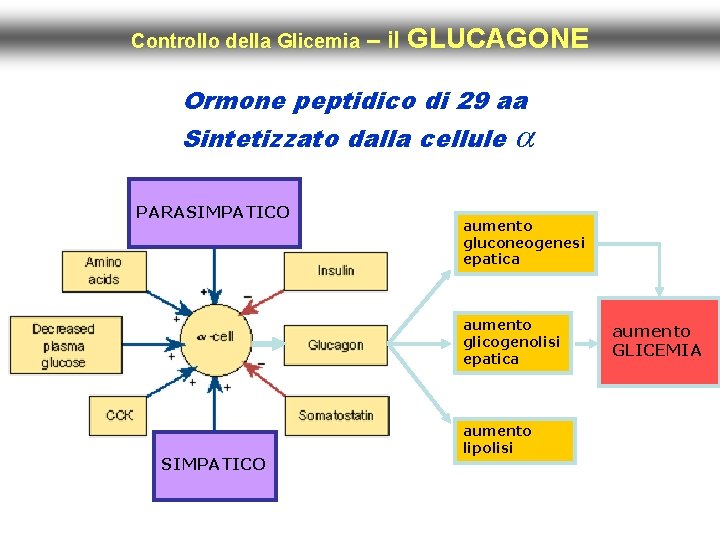 Controllo della Glicemia – il GLUCAGONE Ormone peptidico di 29 aa Sintetizzato dalla cellule
