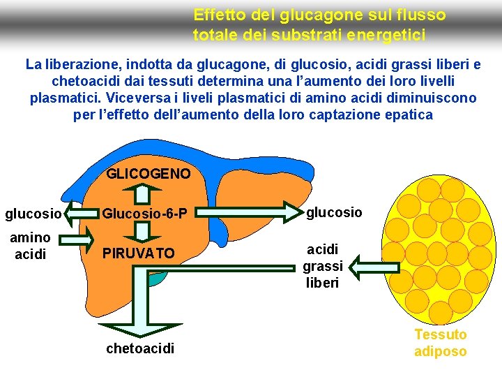 Effetto del glucagone sul flusso totale dei substrati energetici La liberazione, indotta da glucagone,