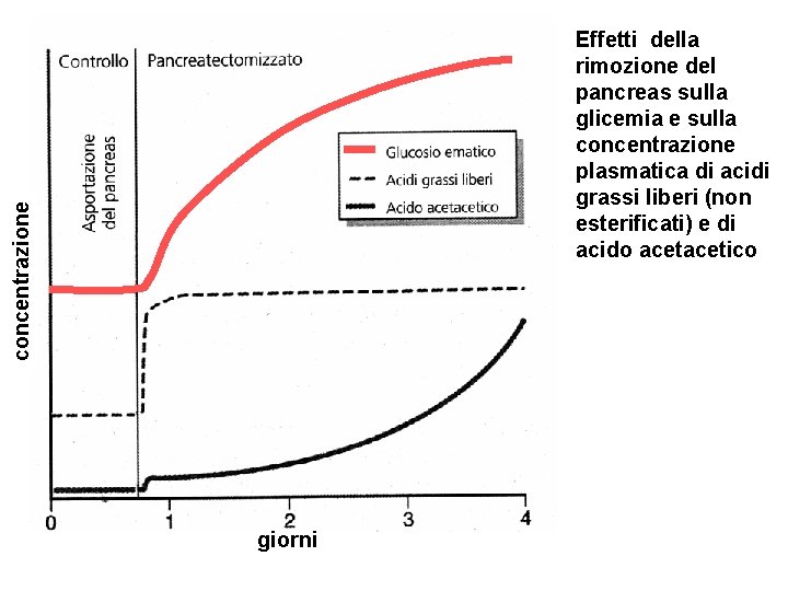 concentrazione Effetti della rimozione del pancreas sulla glicemia e sulla concentrazione plasmatica di acidi