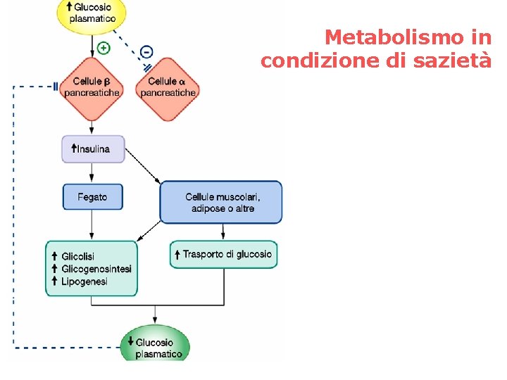 Metabolismo in condizione di sazietà 
