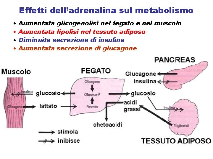 Effetti dell’adrenalina sul metabolismo • • Aumentata glicogenolisi nel fegato e nel muscolo Aumentata