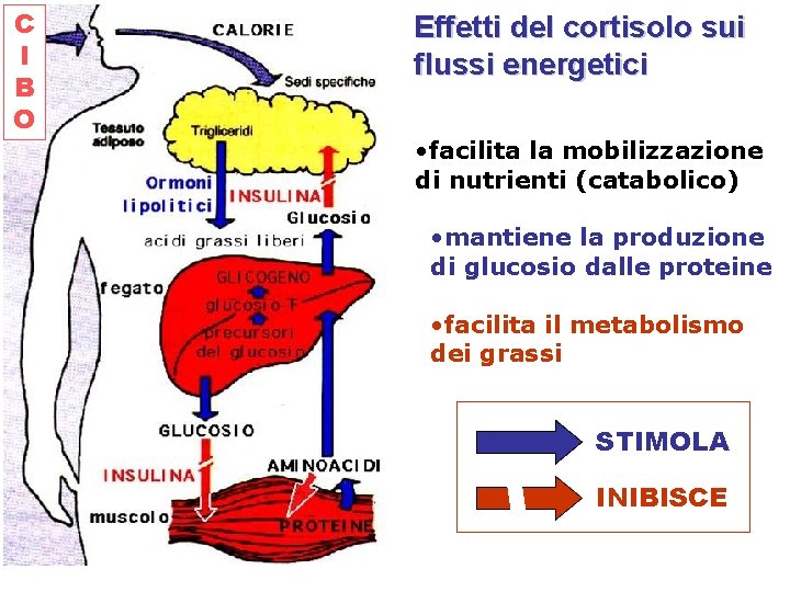 C I B O Effetti del cortisolo sui flussi energetici • facilita la mobilizzazione