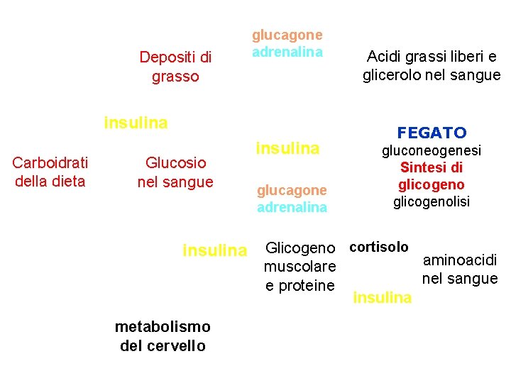 Depositi di grasso GH glucagone adrenalina insulina Carboidrati della dieta Glucosio nel sangue insulina