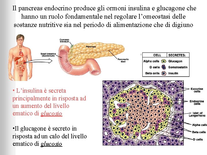 Il pancreas endocrino produce gli ormoni insulina e glucagone che hanno un ruolo fondamentale