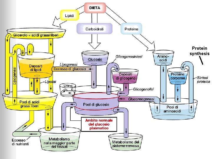 Protein synthesis 