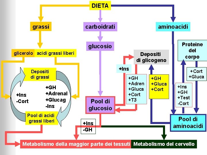 DIETA grassi carboidrati aminoacidi glucosio glicerolo acidi grassi liberi Depositi di glicogeno +Ins Depositi