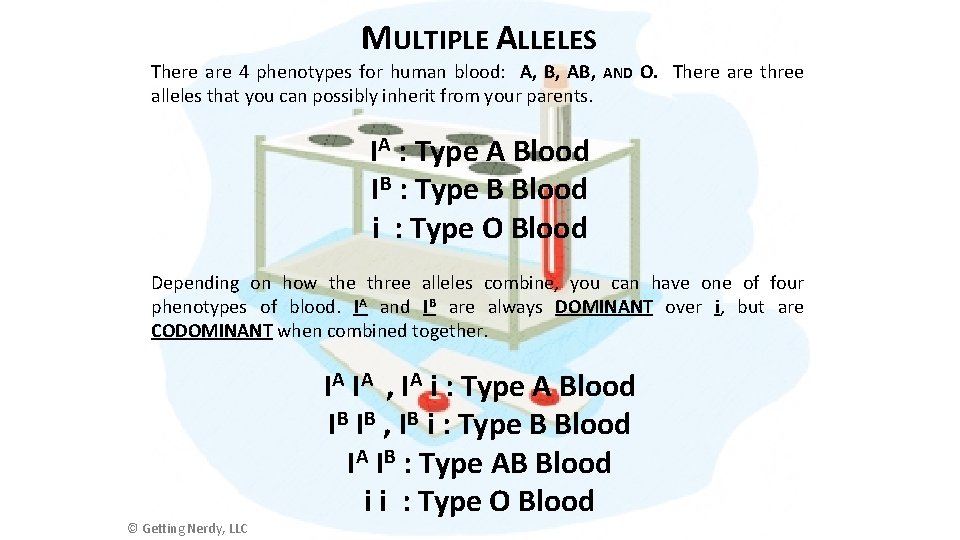 MULTIPLE ALLELES There are 4 phenotypes for human blood: A, B, AND O. There