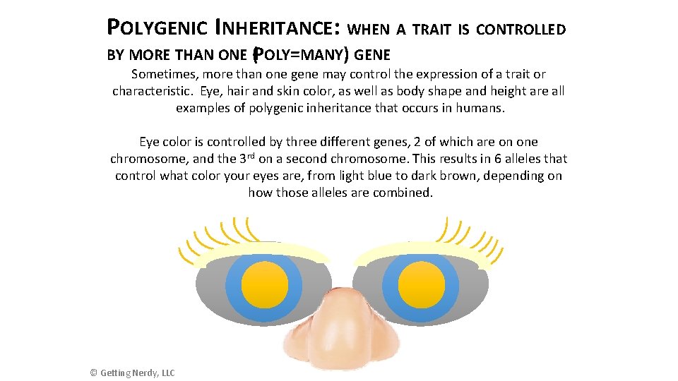POLYGENIC INHERITANCE: WHEN A TRAIT IS CONTROLLED BY MORE THAN ONE (POLY=MANY) GENE Sometimes,