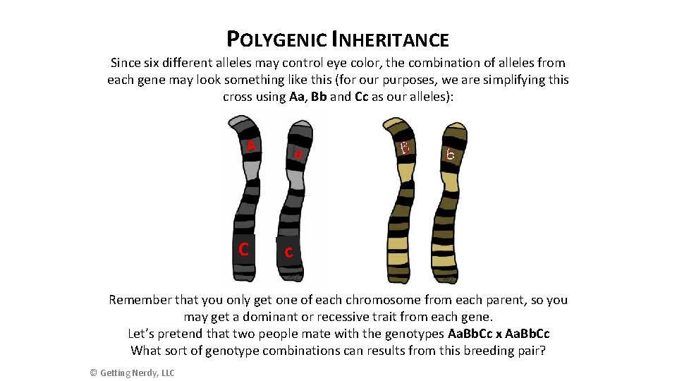 POLYGENIC INHERITANCE Since six different alleles may control eye color, the combination of alleles