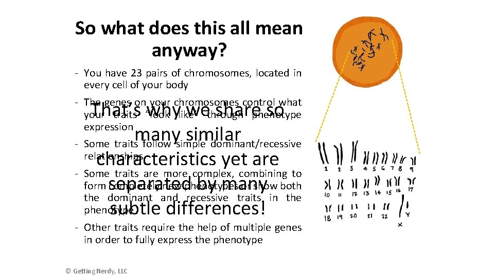 So what does this all mean anyway? - You have 23 pairs of chromosomes,