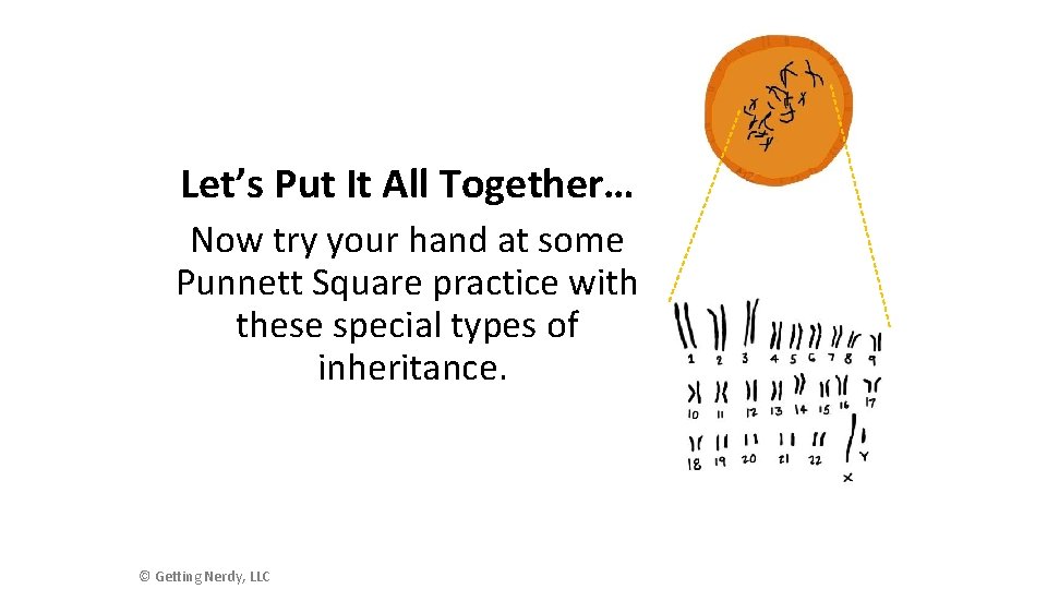 Let’s Put It All Together… Now try your hand at some Punnett Square practice