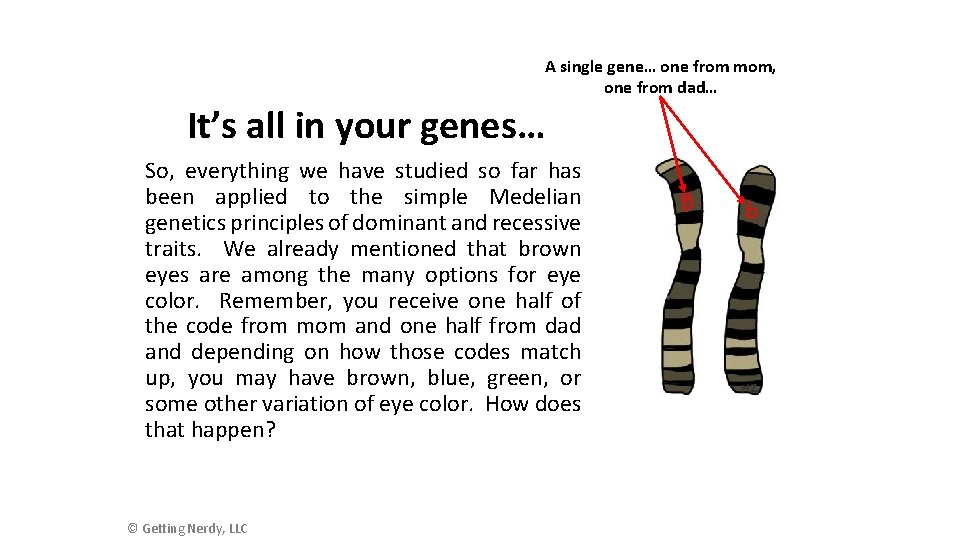 A single gene… one from mom, one from dad… It’s all in your genes…